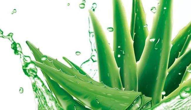 aloe aloe