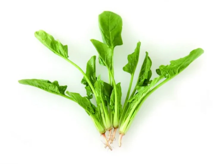 product-750-552 Spinach Extract Powder